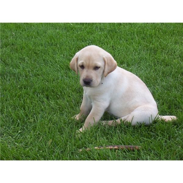 Cachorros de Labrador dorados y choco - Desde 450