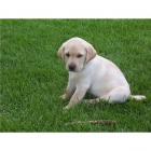 Cachorros de Labrador dorados y choco - Desde 450 - mejor precio | unprecio.es