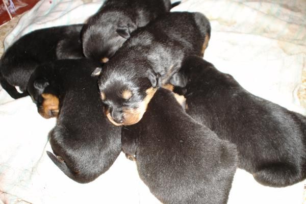 camada de rottweilers