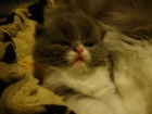 Gatito persa macho azul-blanco - mejor precio | unprecio.es