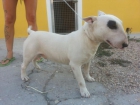 gran semental bull terrier mini - mejor precio | unprecio.es