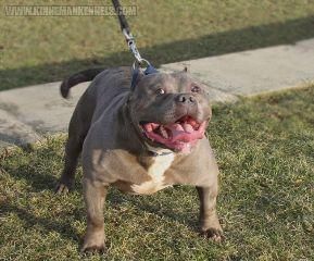 Pitbull Monster Gottiline