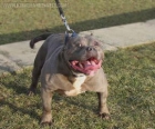 Pitbull Monster Gottiline - mejor precio | unprecio.es