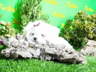 Preciosos Cachorrit@s Bichon Maltes, Yorkishire Terrier y Westi - mejor precio | unprecio.es
