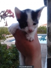 Regalo lindos gatitos - mejor precio | unprecio.es