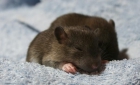 Se regalan ratas domésticas - mejor precio | unprecio.es