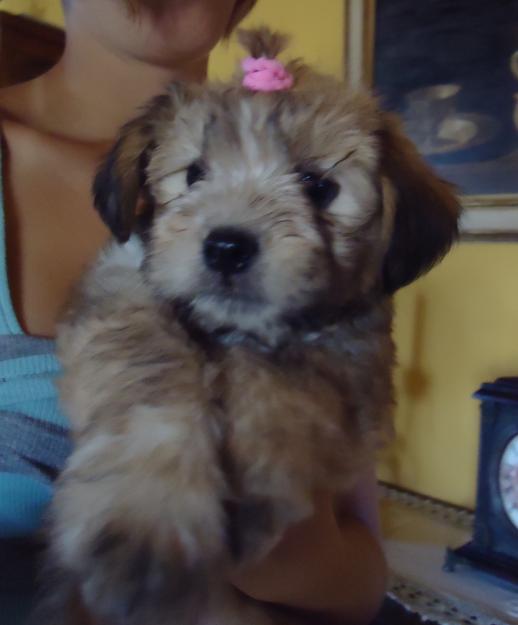 vendo cachorritos shih tzu regalados