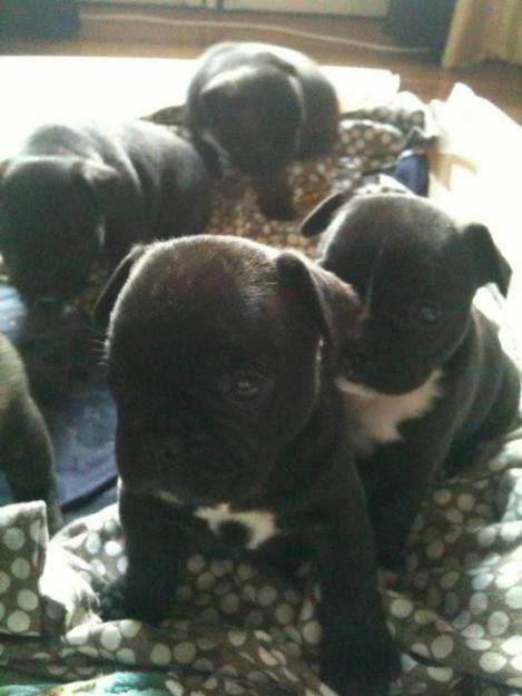 Cachorros de Bulldog Francés