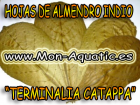 Almendro indio (terminalia catappa) - mejor precio | unprecio.es