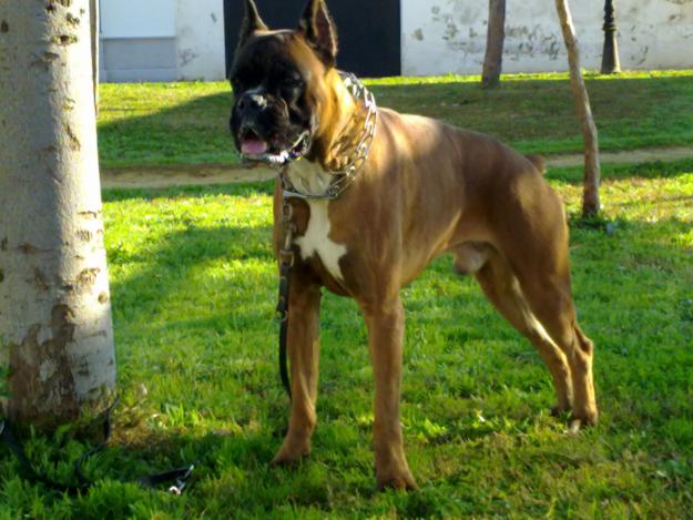 BOXER 22 MESES HIJO DE FRODO DEL TAJO Y LINDA DE LAS ARILLAS