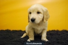 Cachorritos de Golden, disfruta de las ventajas de un criadero - mejor precio | unprecio.es