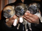 chihuahuas preciosos - mejor precio | unprecio.es