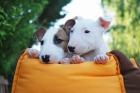 Espectaculares cachorros de Bullterrier - mejor precio | unprecio.es
