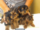 preciosa cachorritas yorkshires chiquitinas - mejor precio | unprecio.es
