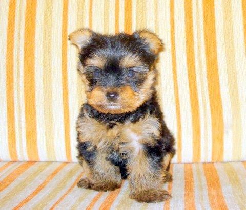 yorkshire terrier sierra de gata 651687273-listos para entregar