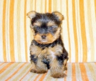 yorkshire terrier sierra de gata 651687273-listos para entregar - mejor precio | unprecio.es