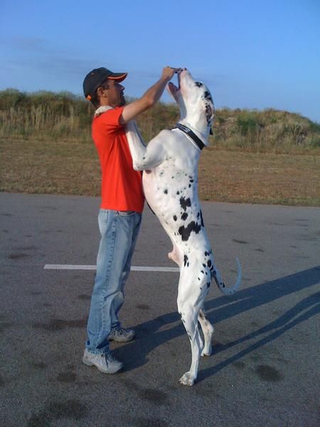 Adiestramiento Canino