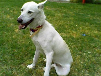 BLANQUI. Husky hembra blanca 4 años, cariñosa. ZARPA