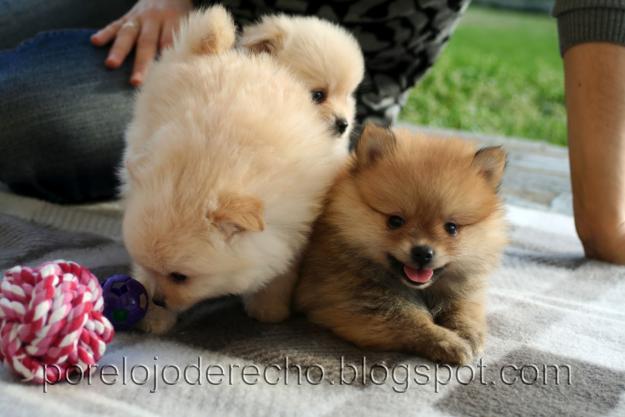 Cachorros de pomerania naranja-marron con pedigrí