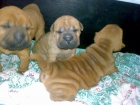 EXCELENTE CAMADA DE SHARPEI NACIDOS 28/08/11 - mejor precio | unprecio.es
