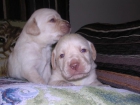 Labradores retriever cachorros con pedigree L.O.E - mejor precio | unprecio.es