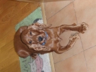 lindos cocker ingles en color dorado o chocolate por 250 euros - mejor precio | unprecio.es
