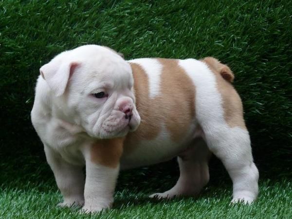 MONTA BULLDOG INGLéS CON PEDIGREE