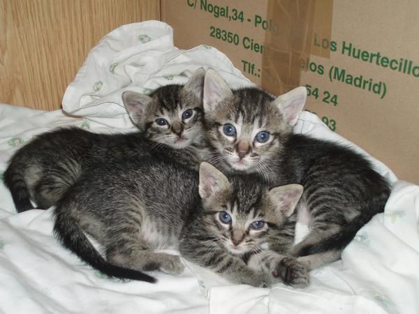 regalar gatitos
