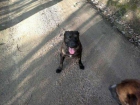 Regalo cruce presa canario-american stanfor - mejor precio | unprecio.es
