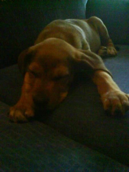 tengo cachorros de pitbull