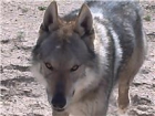 Vendo cachorros de perro lobo checo - mejor precio | unprecio.es