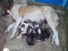 vendo cachorros mastin leones pura raza 65 euros - mejor precio | unprecio.es