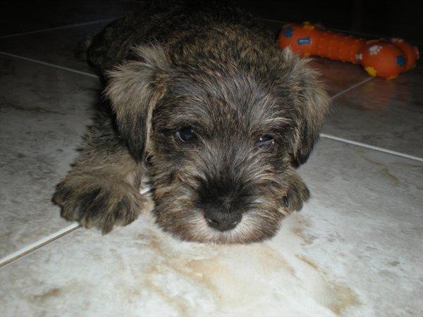 vendo ultimo Schnauzer macho sal y pimienta 170 euros