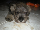 vendo ultimo Schnauzer macho sal y pimienta 170 euros - mejor precio | unprecio.es