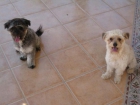 Blacky y Coffee, son inseparables - mejor precio | unprecio.es