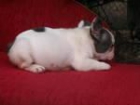 Bulldog Frances, cachorros - mejor precio | unprecio.es