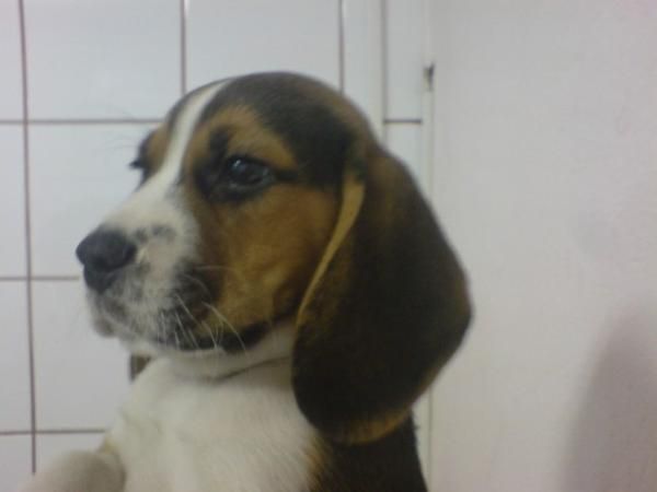 BUSCAS EL AMIGO IDEAL AQUÍ LO ENCONTRARÁS SEGURO