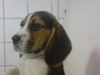 BUSCAS EL AMIGO IDEAL AQUÍ LO ENCONTRARÁS SEGURO - mejor precio | unprecio.es
