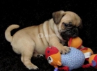 Carlino o Pug perros de raza - mejor precio | unprecio.es