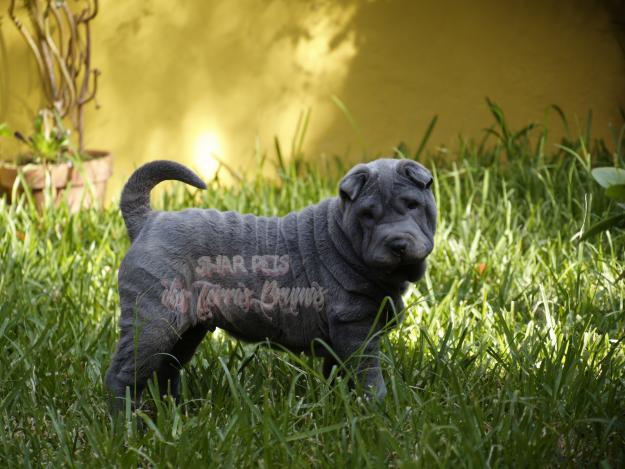 Hembras shar pei de gan calidad línea azul multiCh