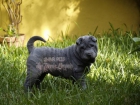 Hembras shar pei de gan calidad línea azul multiCh - mejor precio | unprecio.es