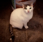 Lisa, preciosa gatita blanca buena y cariñosa - mejor precio | unprecio.es