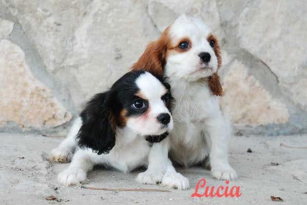 Preciosos Cavalier, elegantes y cariñosos