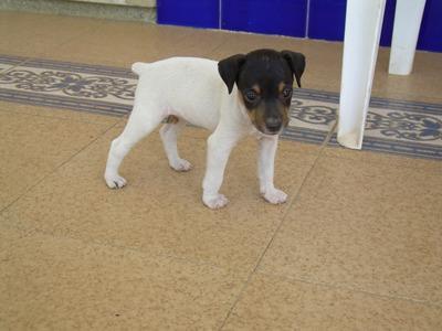 Ratonero Bodeguero Andaluz