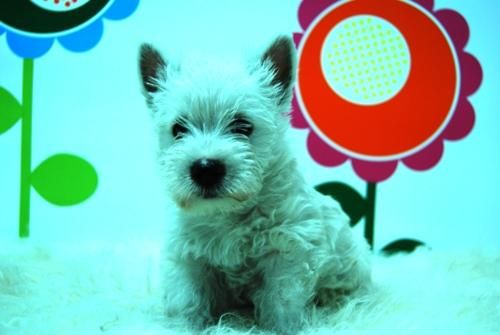 westy, cachorros dos meses, preciosa camada, MUY BLANQUITOS, WESHT HINGLAND TERRIER