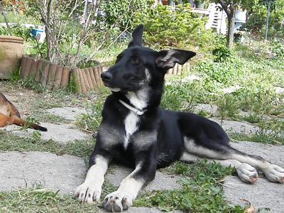 ------------------------- x PASTOR BELGA:     SOMBRA -------------------- ADOPTAME
