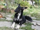------------------------- x PASTOR BELGA:     SOMBRA -------------------- ADOPTAME - mejor precio | unprecio.es