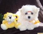 BICHON MALTES , cachorritos -MADRID - mejor precio | unprecio.es