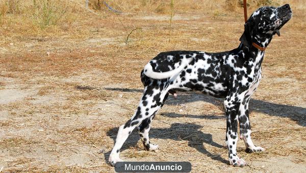 DALMATA CACHORRITOS CON PEDIGRE 2 MESES Y MEDIO CARACTER FAMILIAR