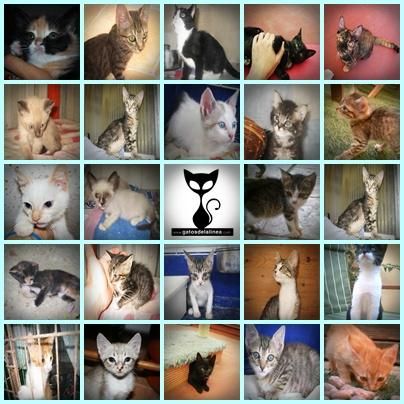 Gatitos en adopcion